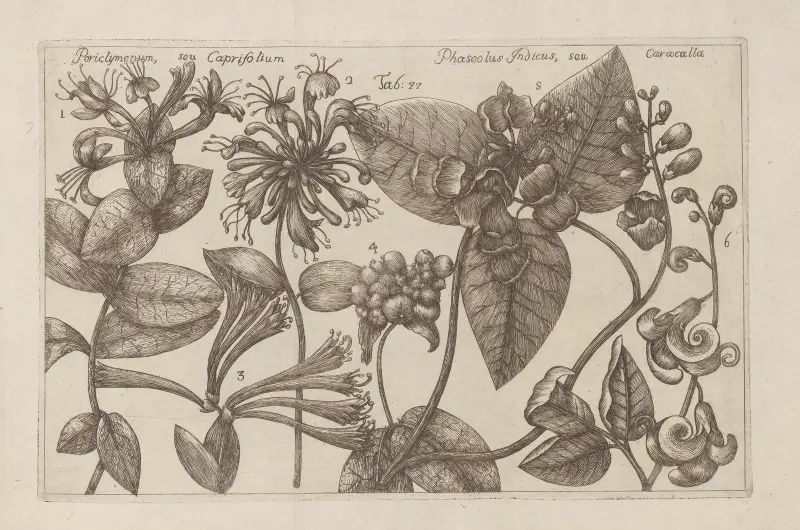 Periclymenum seu Caprifolium, Phaseolus indicus seu Caracalla av Filippo Arena