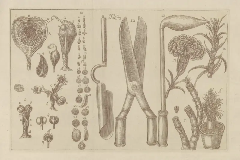 Plant Anatomy and Species, Gardening Tools av Filippo Arena