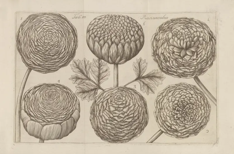 Ranunculus, 1767 – Nr. 2, Filippo Arena