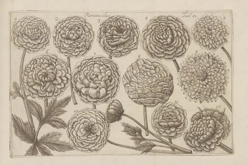 Ranunculus, 1767 – Nr. 1, Filippo Arena