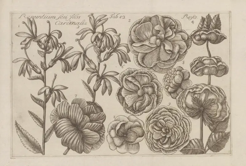 Rapuntium seu Flos Cardinalis, Rosa av Filippo Arena
