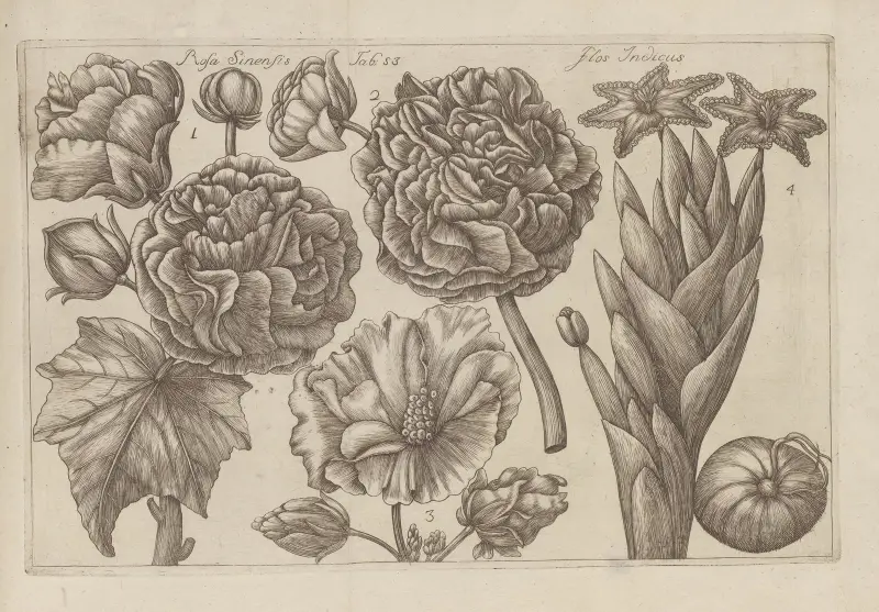 Rosa sinensis, Flos indicus, Filippo Arena