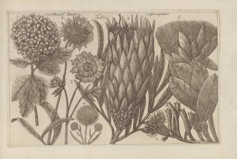 Sambucus, Scabiosa, Scolymocephalus av Filippo Arena