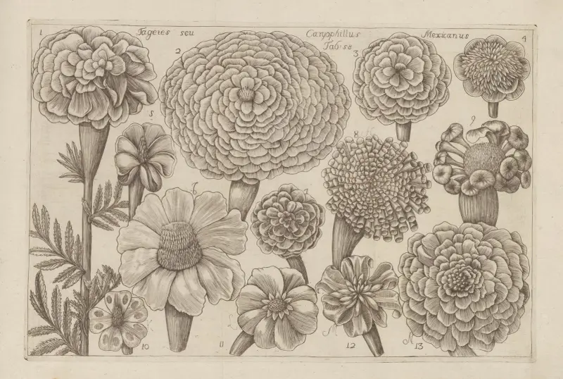 Tagetes, Caryophillus, Mexicanus av Filippo Arena