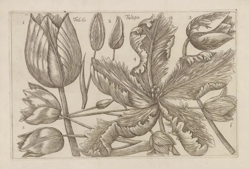 Tulipan, 1767 – Nr. 2, Filippo Arena