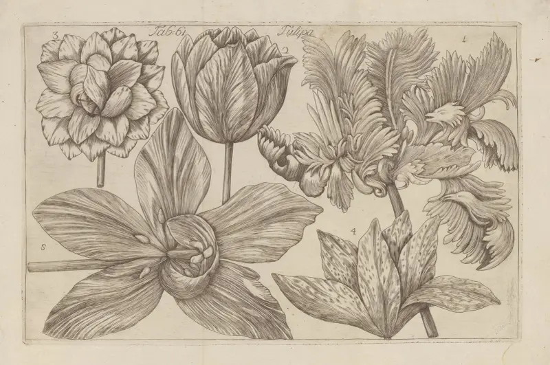 Tulipán, 1767 – Nr. 3, Filippo Arena