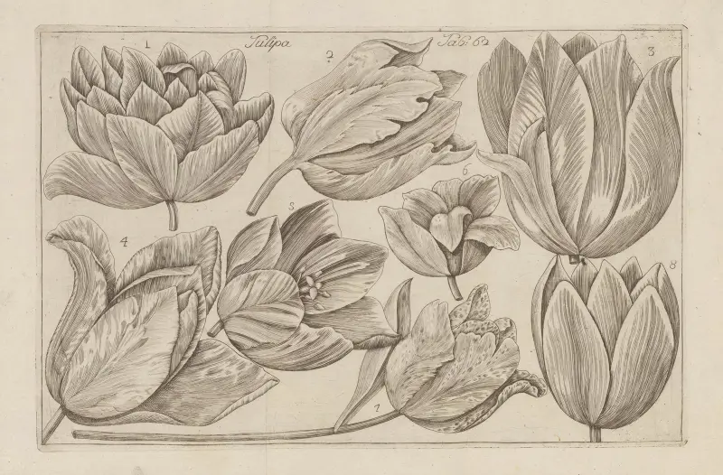 Tulipa, 1767 – Nr. 1, Filippo Arena