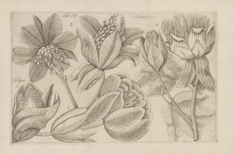 Tulipisera von Filippo Arena
