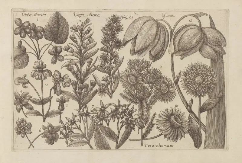 Viola martia, Virga aurea, Yucca, Xeranthemum av Filippo Arena