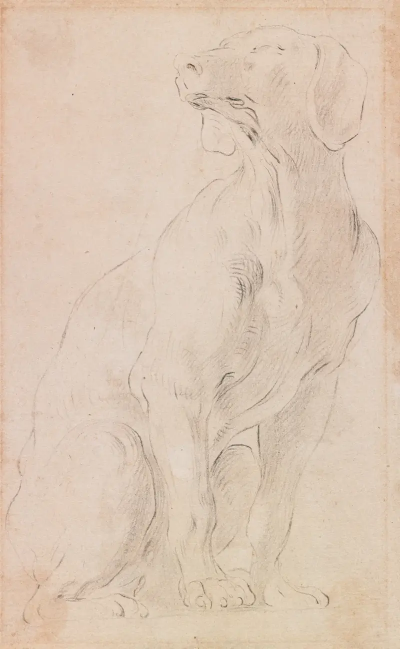 Sedící pes, Francesco Solimena