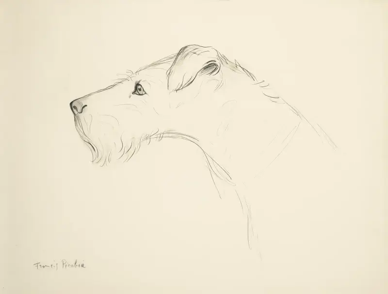 Hund i profil av Francis Picabia