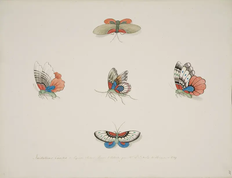 Schmetterlinge von Pierre Francois Ledoulx