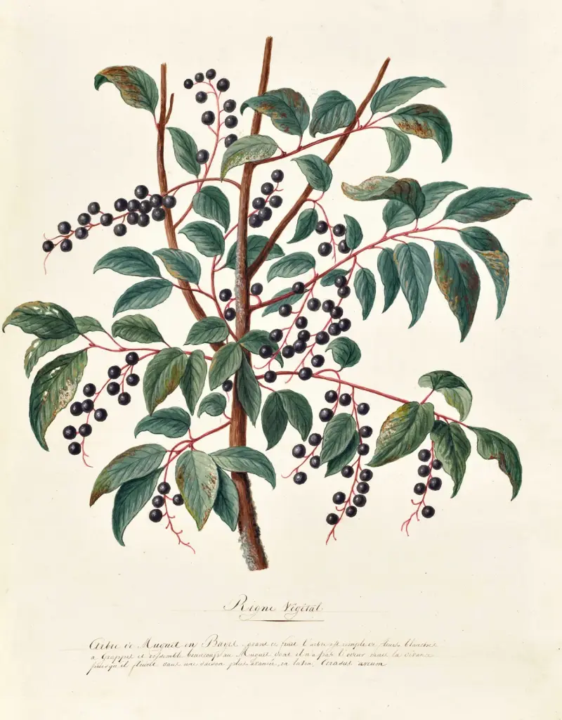 Collection du regne vegetal, arbres, forestiers et fruitiers, leurs fruits, &a Pl.06 av Pierre Francois Ledoulx