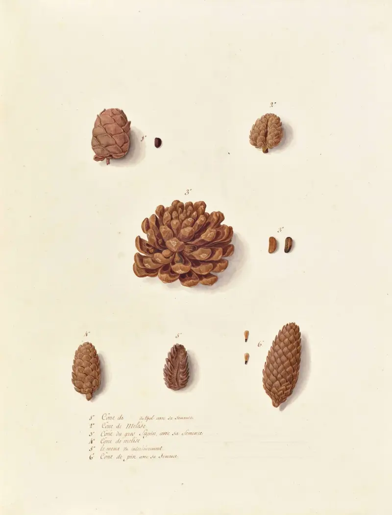 Collection du regne vegetal, arbres, forestiers et fruitiers, leurs fruits, &a Pl.13 av Pierre Francois Ledoulx