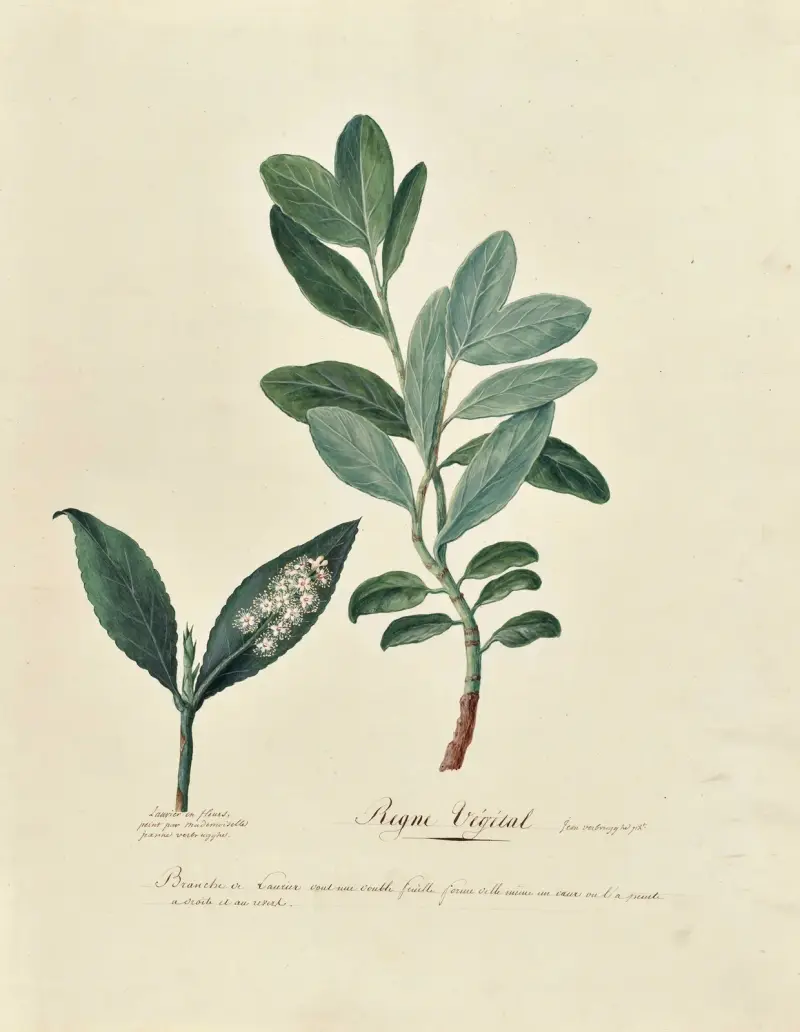 Sammlung des Pflanzenreichs, Bäume, Wald- und Obstbäume, ihre Früchte, Tafel 1 von Pierre Francois Ledoulx