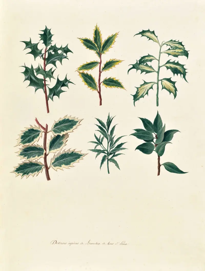 Collection du regne vegetal, arbres, forestiers et fruitiers, leurs fruits, &a Pl.04 av Pierre Francois Ledoulx
