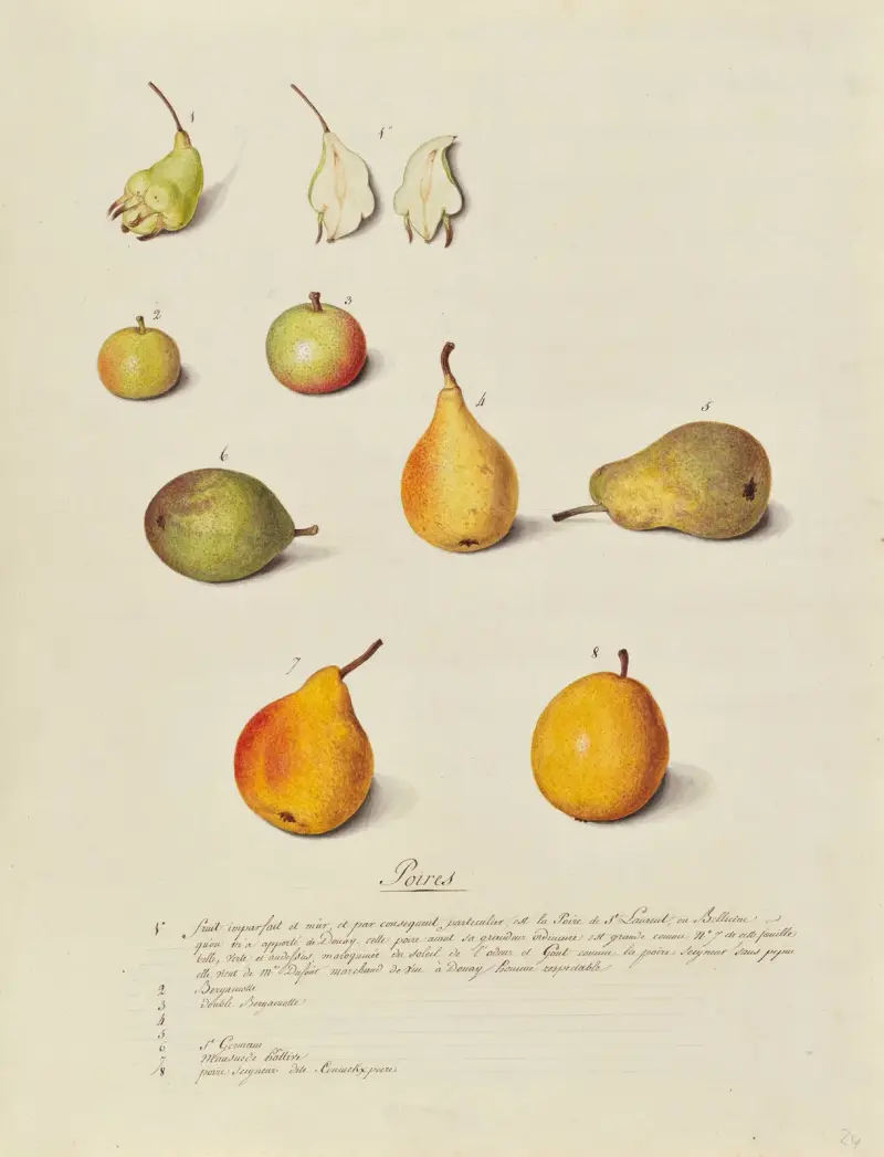 Växtriket, träd, skogs- och fruktträd samt deras frukter, plansch 24 av Pierre Francois Ledoulx