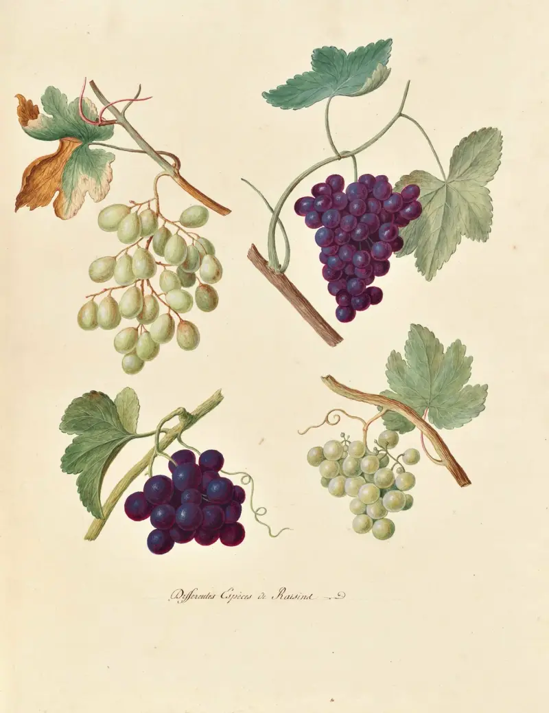 Collection du regne vegetal, arbres, forestiers et fruitiers, leurs fruits, &a Pl.37 av Pierre Francois Ledoulx