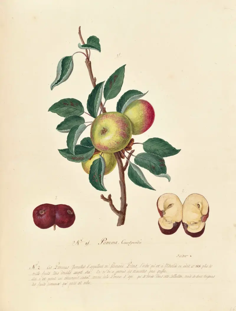 Collection du regne vegetal, arbres, forestiers et fruitiers, leurs fruits, &a Pl.36 av Pierre Francois Ledoulx