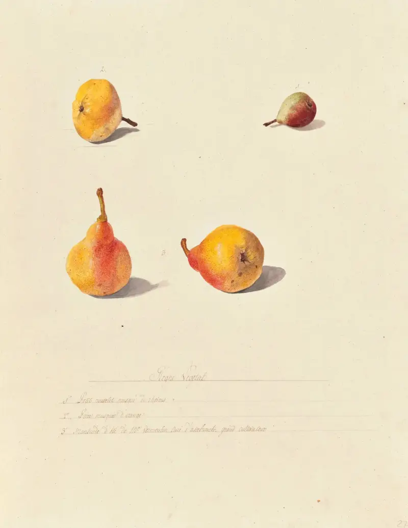 Växtriket, träd, skogs- och fruktträd samt deras frukter, plansch 27 av Pierre Francois Ledoulx