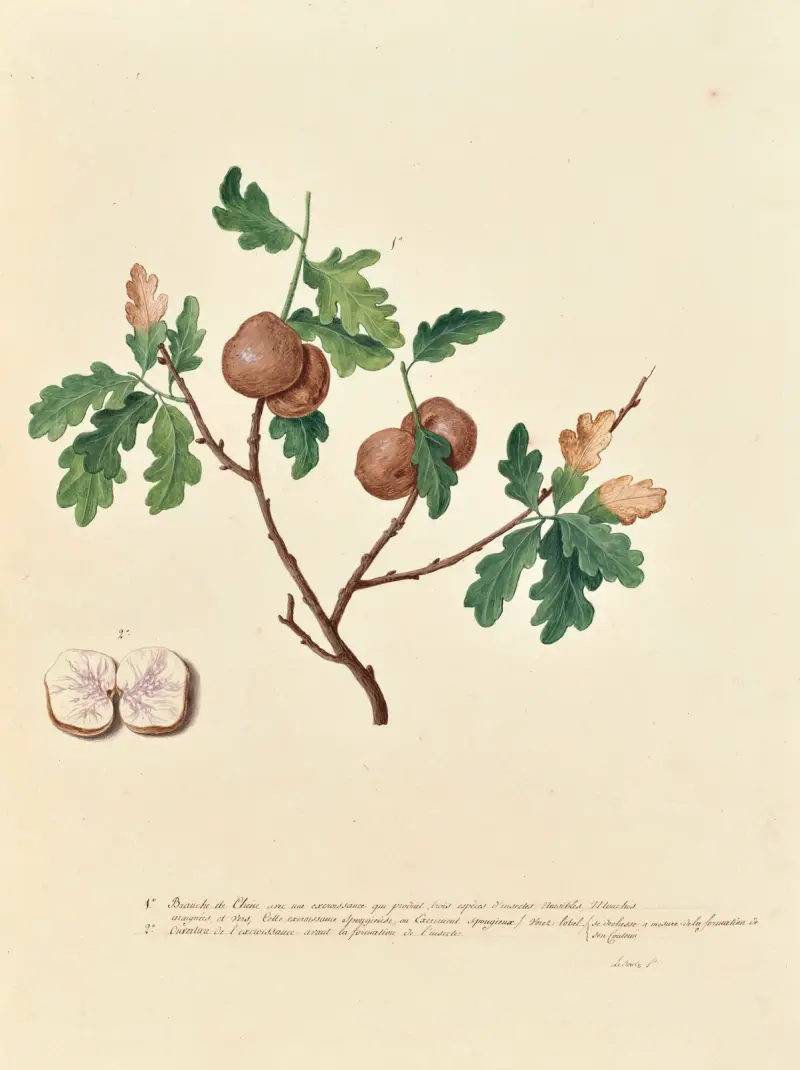 Collection du regne vegetal, arbres, forestiers et fruitiers, leurs fruits, &a Pl.10 av Pierre Francois Ledoulx