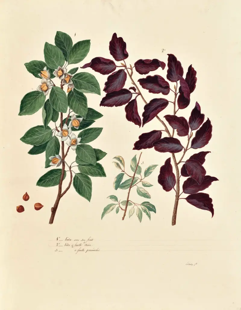 Collection du regne vegetal, arbres, forestiers et fruitiers, leurs fruits, &a Pl.08 av Pierre Francois Ledoulx