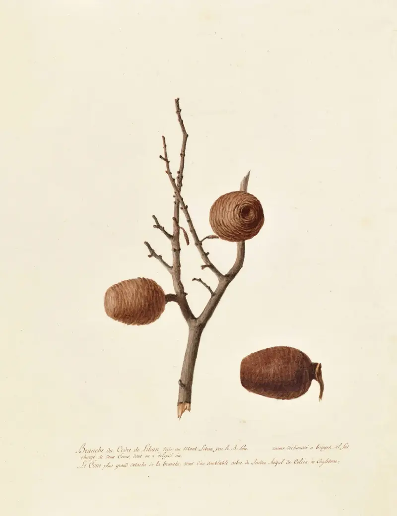 Collection du regne vegetal, arbres, forestiers et fruitiers, leurs fruits, &a Pl.12 av Pierre Francois Ledoulx