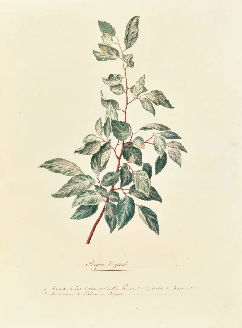 Collection du regne vegetal, arbres, forestiers et fruitiers, leurs fruits, &a Pl.09 av Pierre Francois Ledoulx
