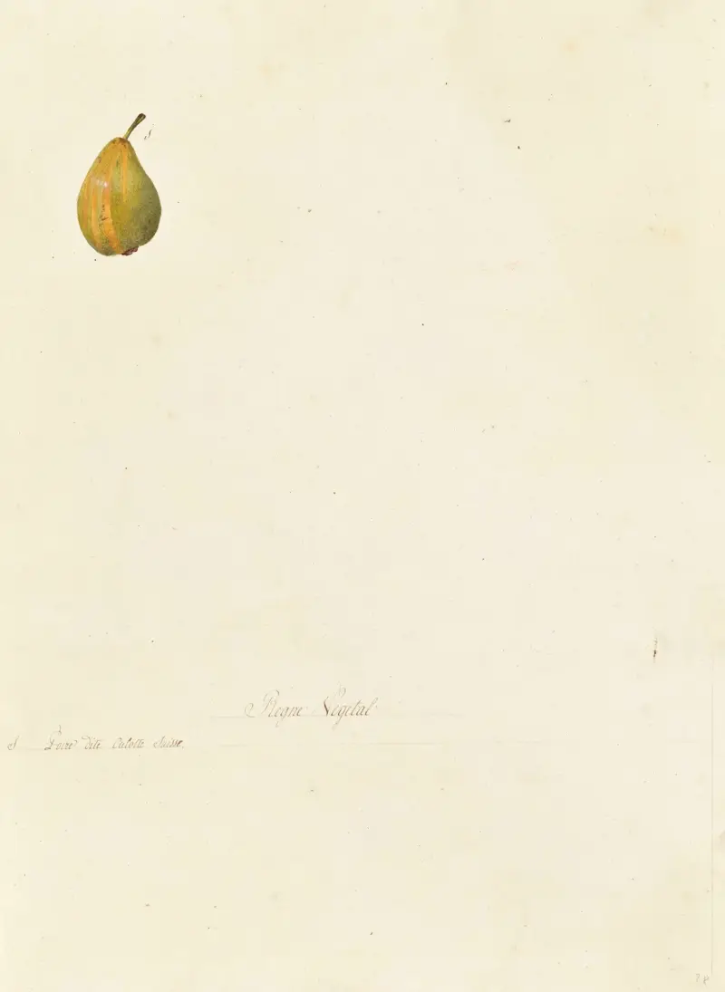 Collection du regne vegetal, arbres, forestiers et fruitiers, leurs fruits, &a Pl.28 av Pierre Francois Ledoulx
