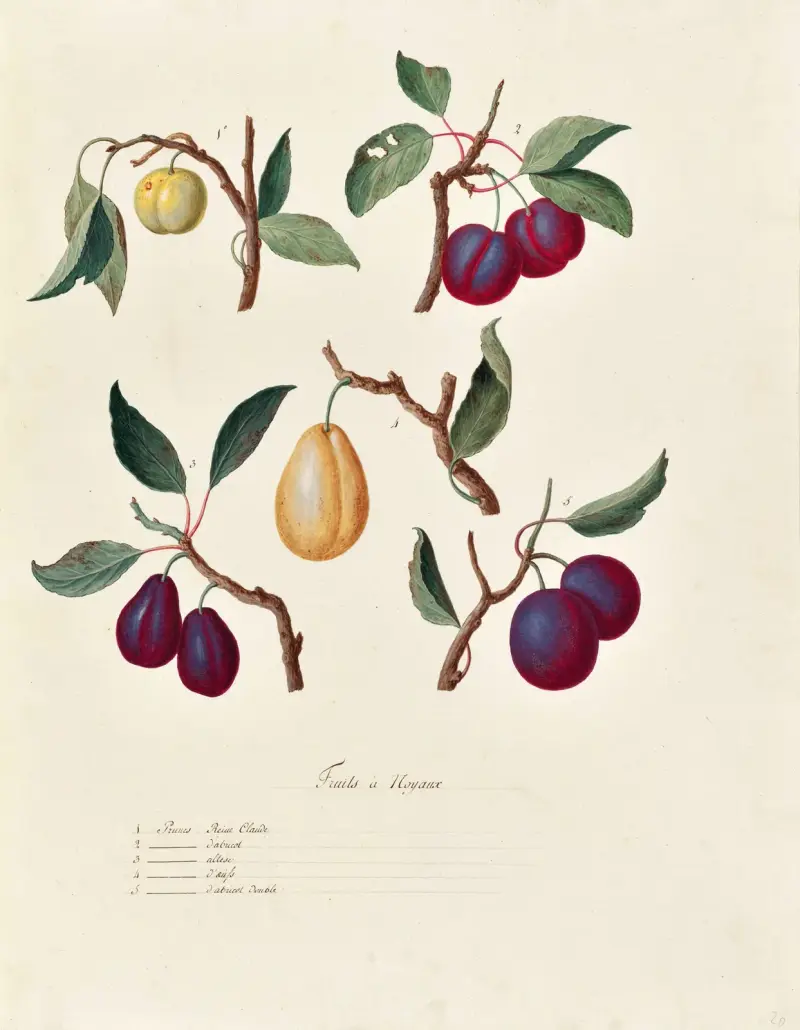 Collection du regne vegetal, arbres, forestiers et fruitiers, leurs fruits, &a Pl.20 av Pierre Francois Ledoulx