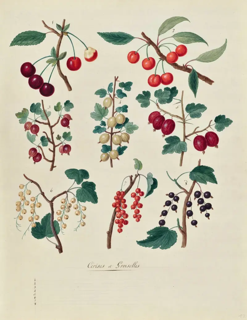Collection du regne vegetal, arbres, forestiers et fruitiers, leurs fruits, &a Pl.17 av Pierre Francois Ledoulx
