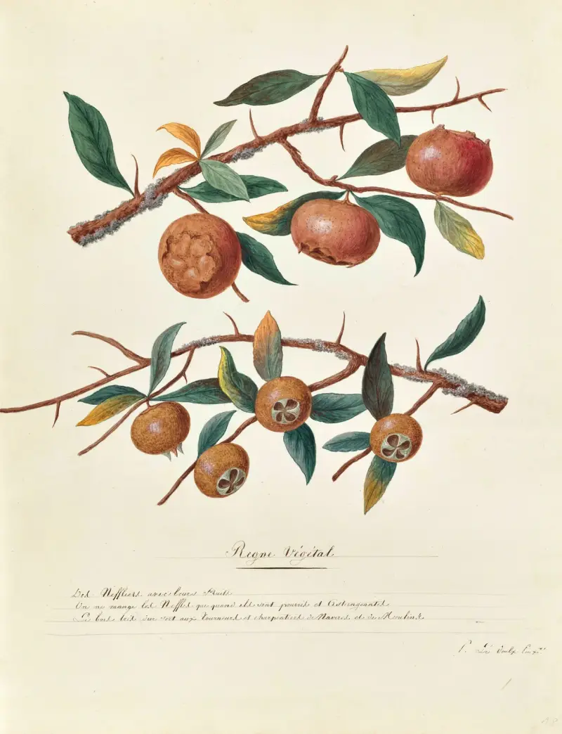 Collection du regne vegetal, arbres, forestiers et fruitiers, leurs fruits, &a Pl.18 av Pierre Francois Ledoulx