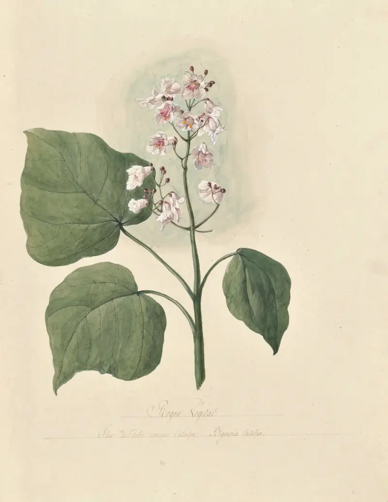 Collection du regne vegetal, arbres, forestiers et fruitiers, leurs fruits, &a Pl.02 av Pierre Francois Ledoulx