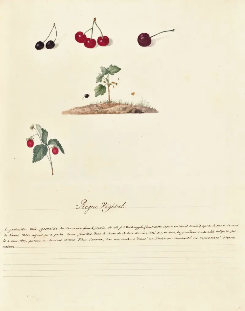 Sammlung des Pflanzenreichs, Bäume, Wald- und Obstbäume, ihre Früchte, Tafel 16 von Pierre Francois Ledoulx