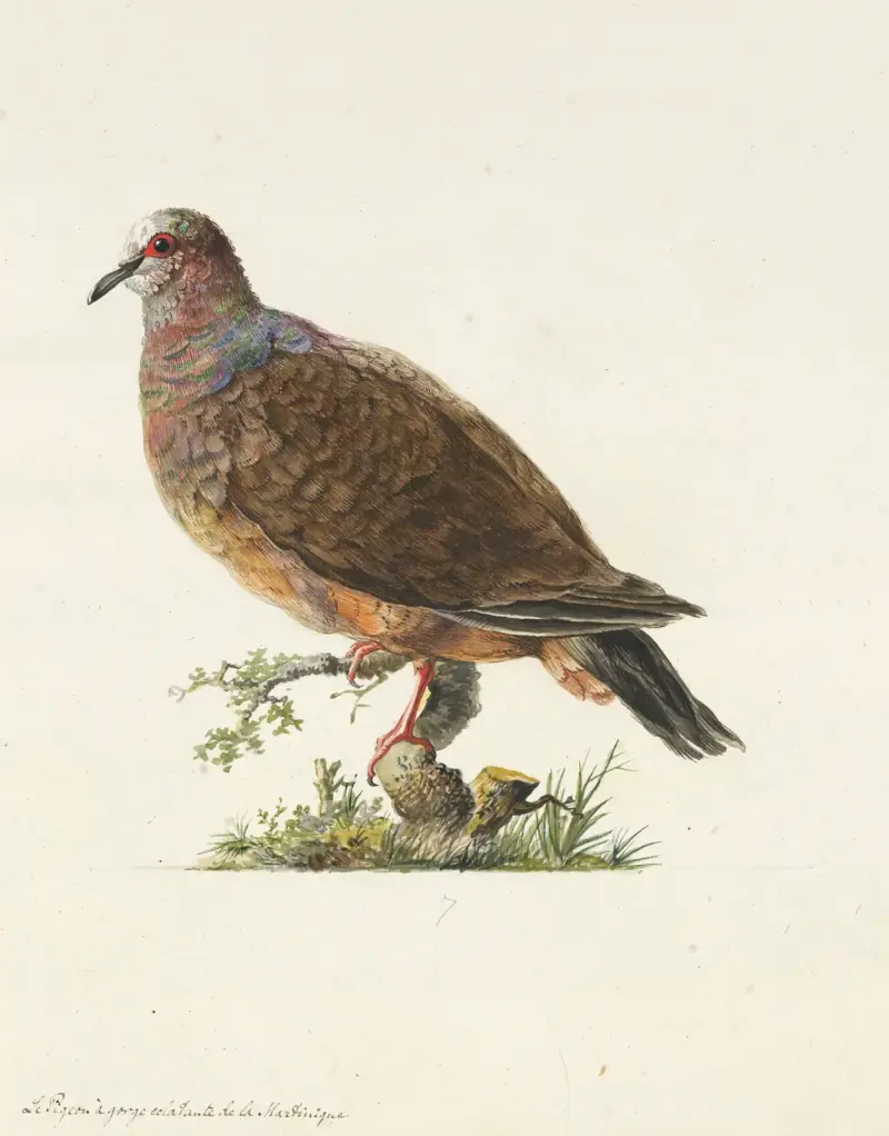 Dessins originaux de 12 pigeons étrangers, inconnus et recueillis par le voyageur Le Vaillant Pl.07 av François Levaillant