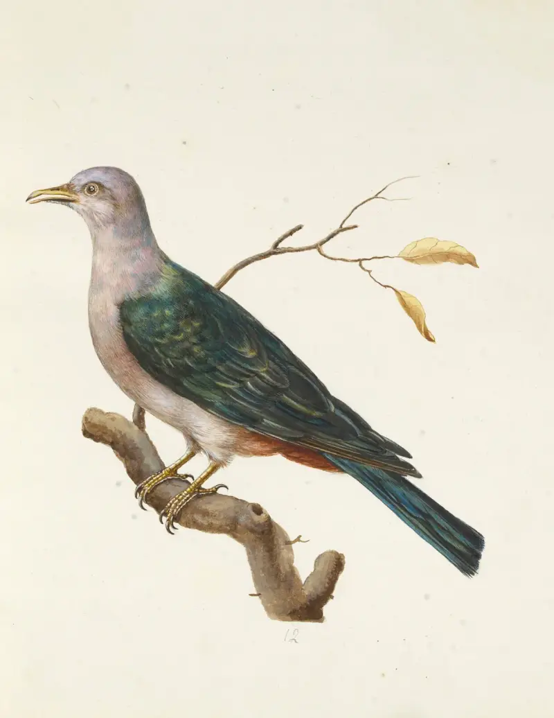 Dessins originaux de 12 pigeons étrangers, inconnus et recueillis par le voyageur Le Vaillant Pl.12 av François Levaillant