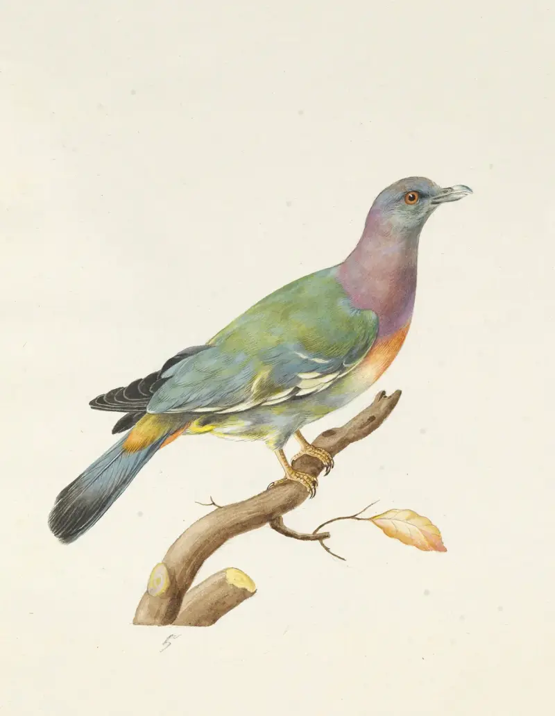 Dessins originaux de 12 pigeons étrangers, inconnus et recueillis par le voyageur Le Vaillant Pl.05 av François Levaillant