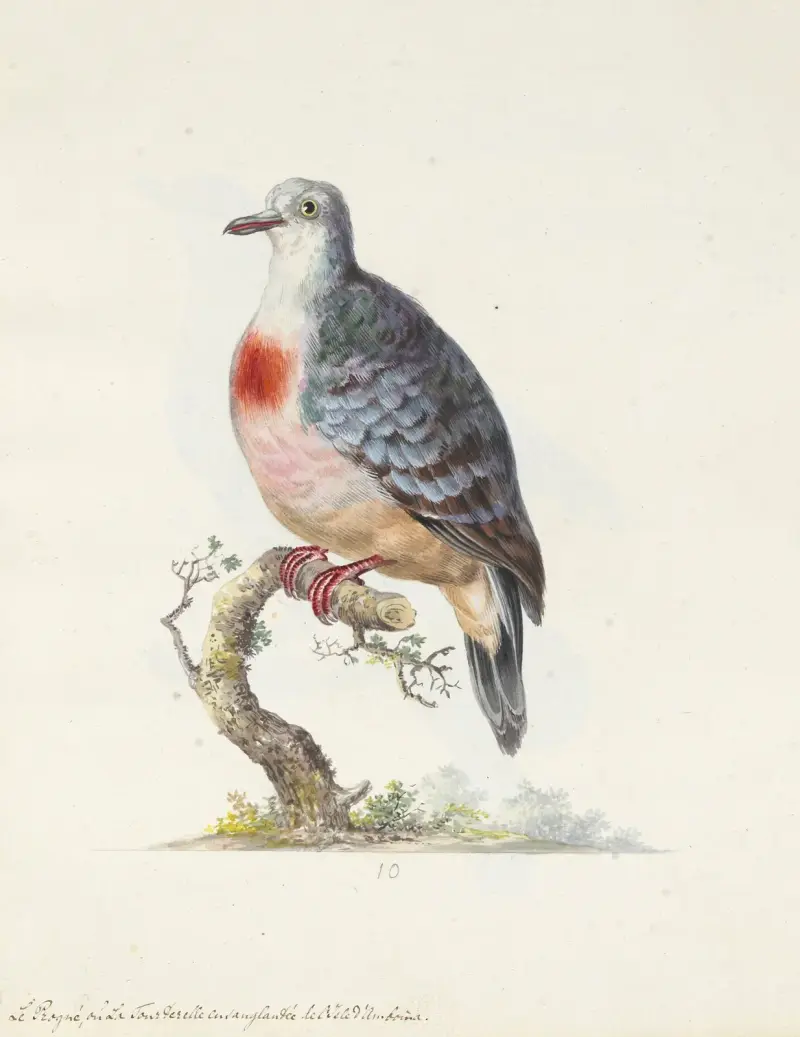 Dessins originaux de 12 pigeons étrangers, inconnus et recueillis par le voyageur Le Vaillant Pl.10 av François Levaillant
