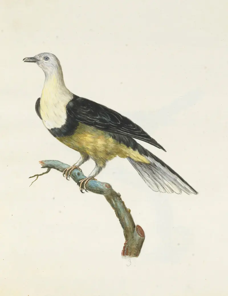 Dessins originaux de 12 pigeons étrangers, inconnus et recueillis par le voyageur Le Vaillant Pl.03 av François Levaillant