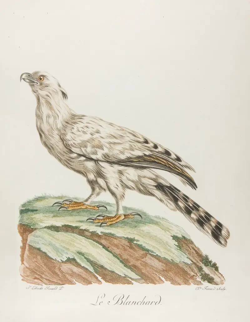 Le blanchard, François Levaillant