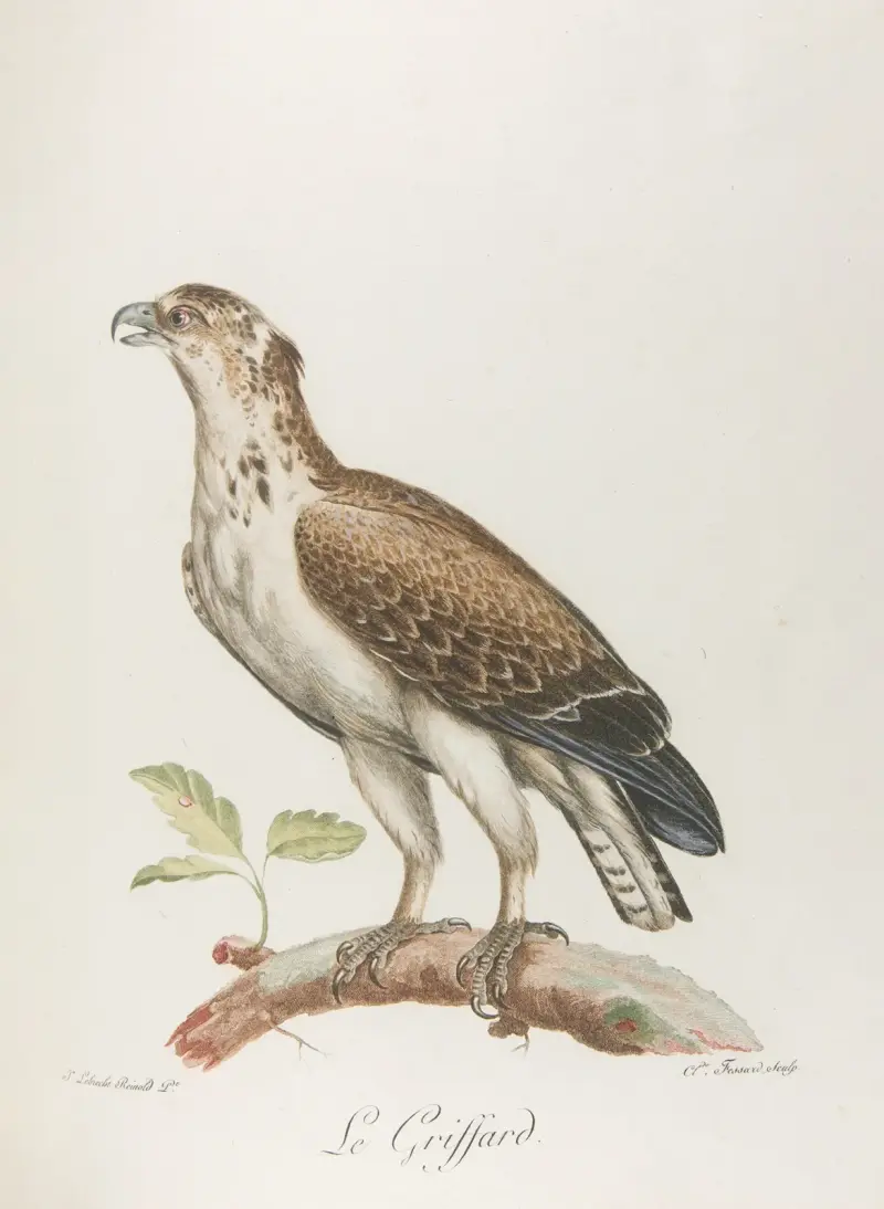 Le griffard, François Levaillant