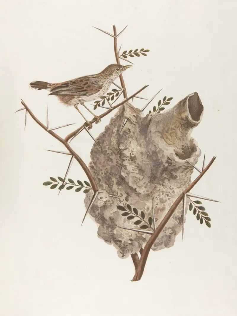 Le pinepine von François Levaillant