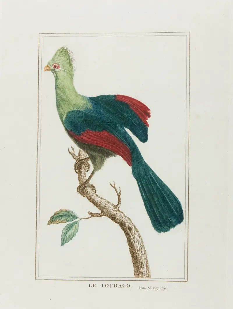 Turacon av François Levaillant