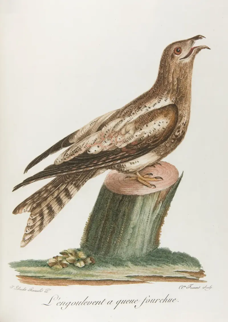 Vlha vidloocasá, François Levaillant