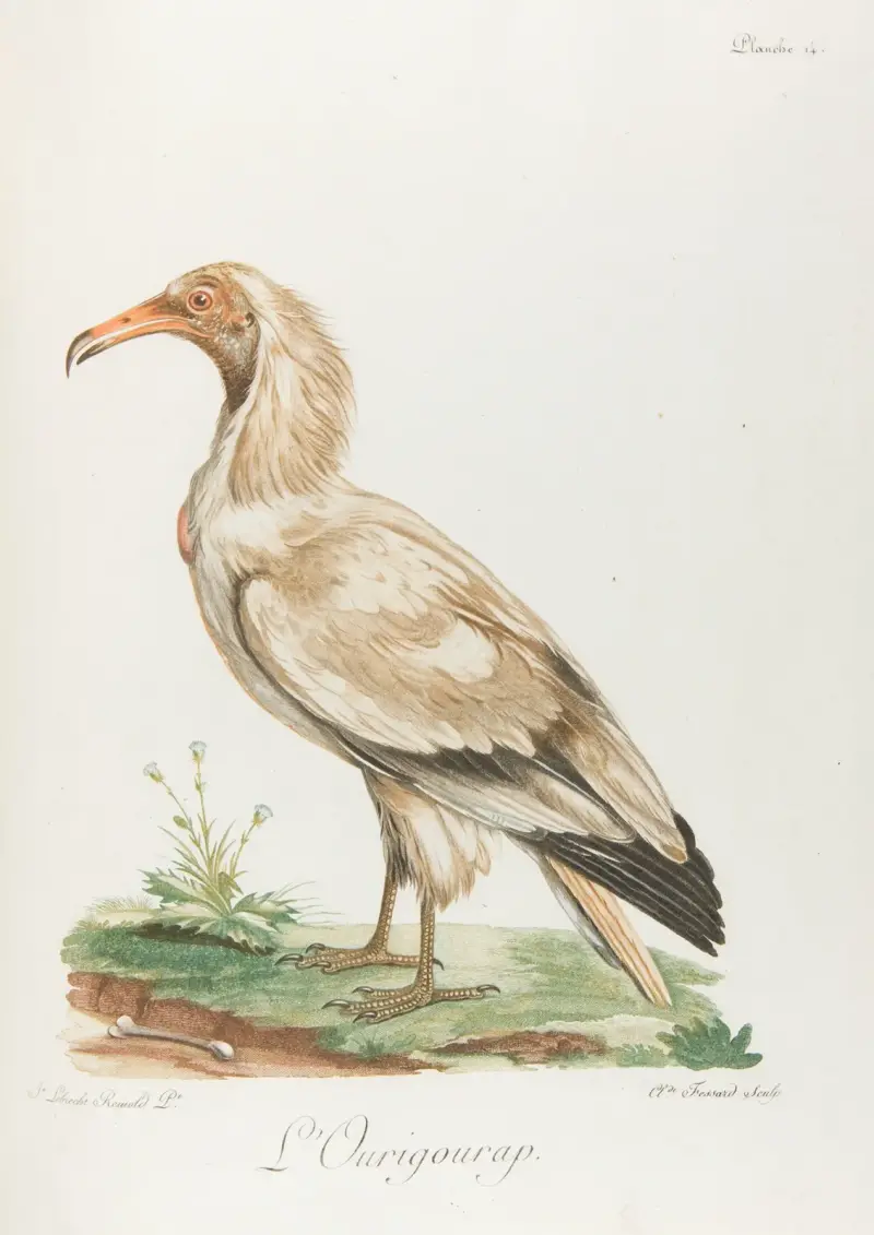 L’Ourigourap, François Levaillant