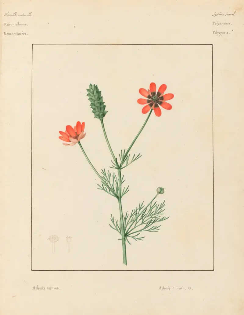 Plantes des environs de Paris Pl.001 av Pierre Jean François Turpin