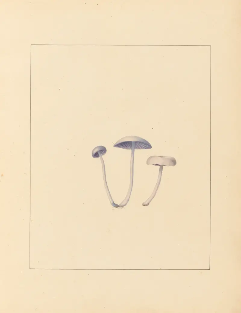 Plantes des environs de Paris Pl.003 av Pierre Jean François Turpin