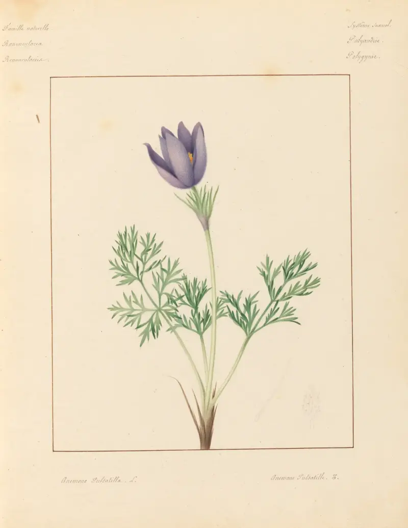Plantes des environs de Paris Pl.009 av Pierre Jean François Turpin