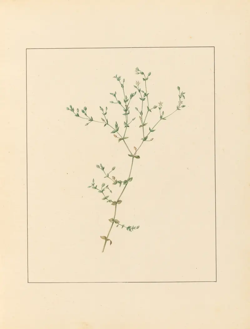 Plantes des environs de Paris Pl.010 av Pierre Jean François Turpin