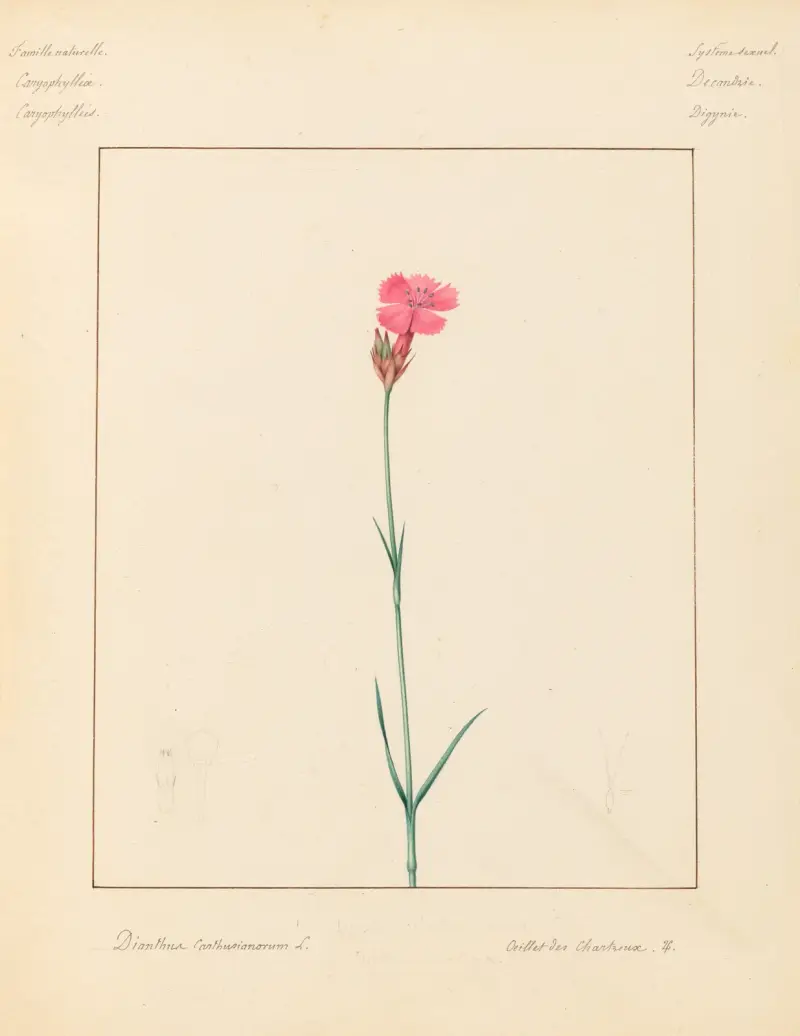 Plantes des environs de Paris Pl.022 av Pierre Jean François Turpin